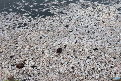 不忍池