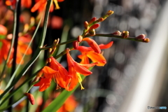 街の花