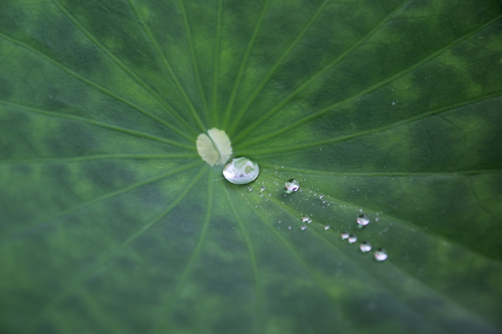 梅雨