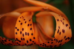 オニユリ（ orange色）