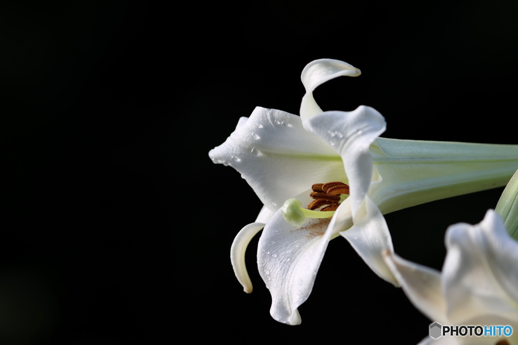 街の花