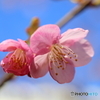 街の花