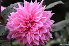 園の花