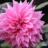 園の花