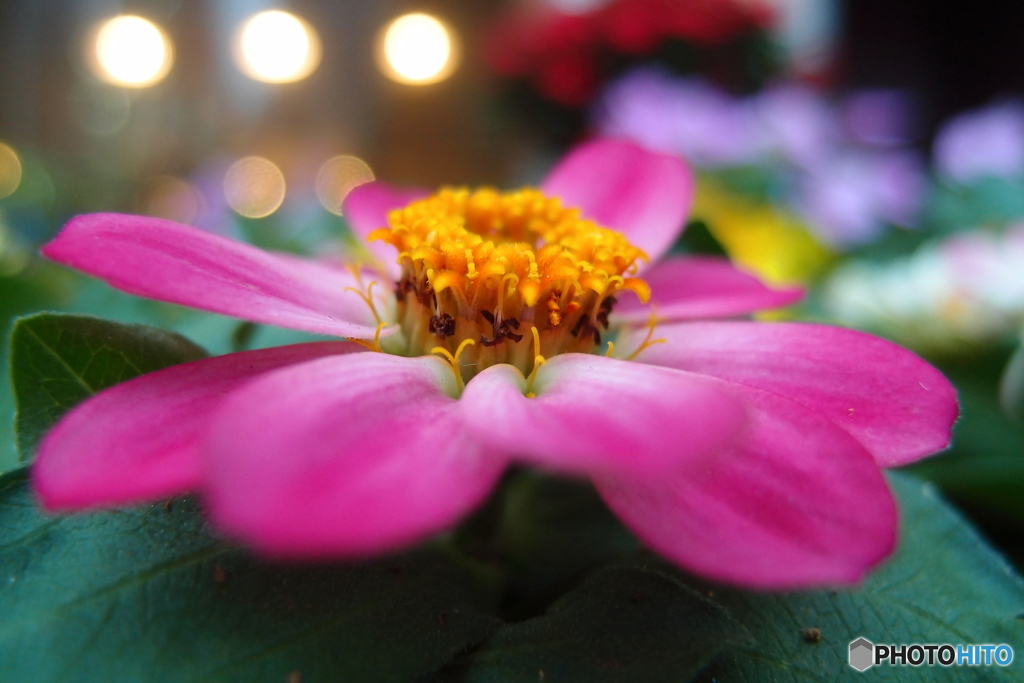 街の花