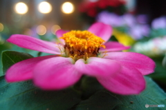 街の花