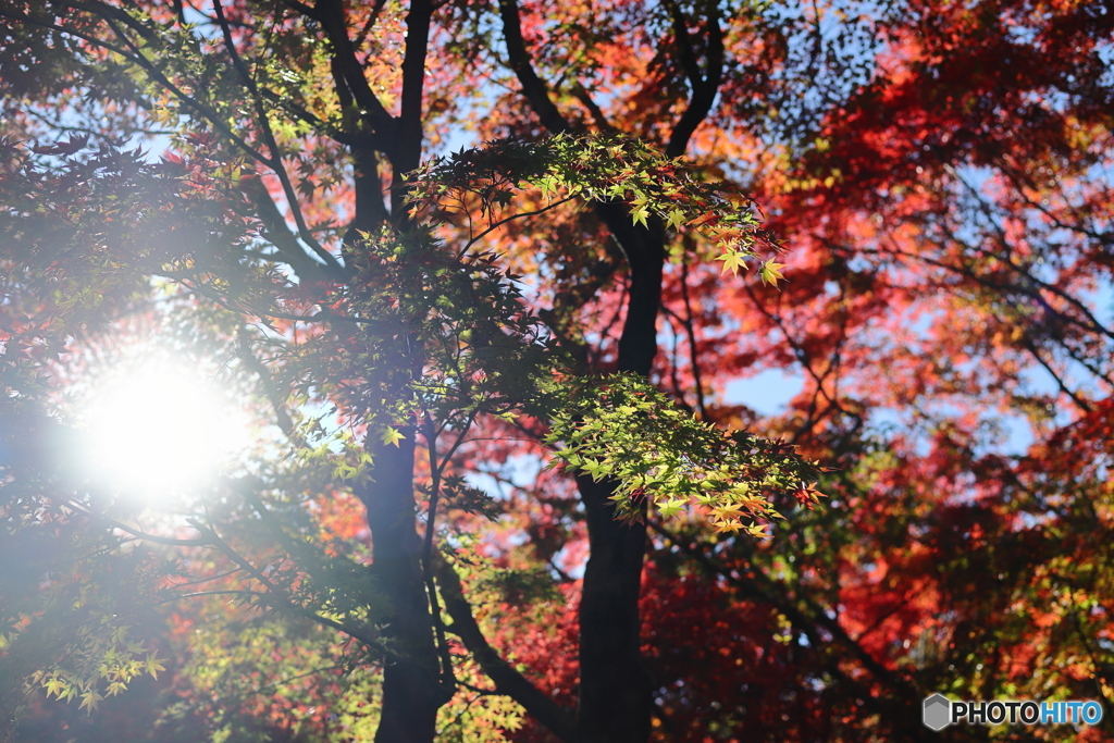 北の丸公園