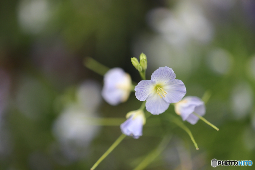 街の花
