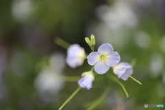 街の花
