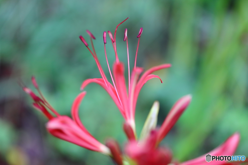 街の花