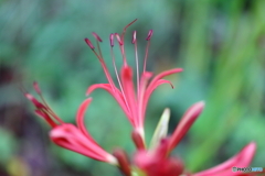 街の花
