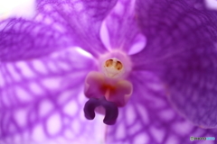 園の花