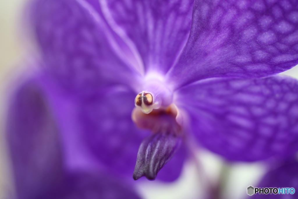 園の花
