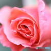 園の花