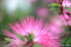 街の花