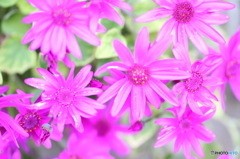 街の花