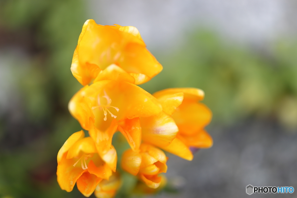 街の花