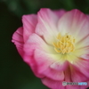 街の花