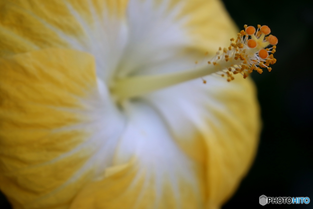 園の花