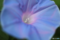 街の花