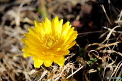 街の花