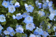 街の花