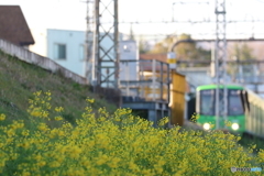 街の花