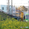 街の花