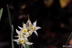 街の花