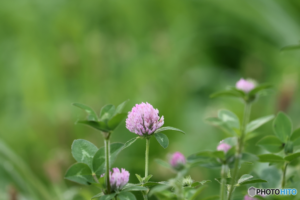 街の花