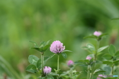 街の花