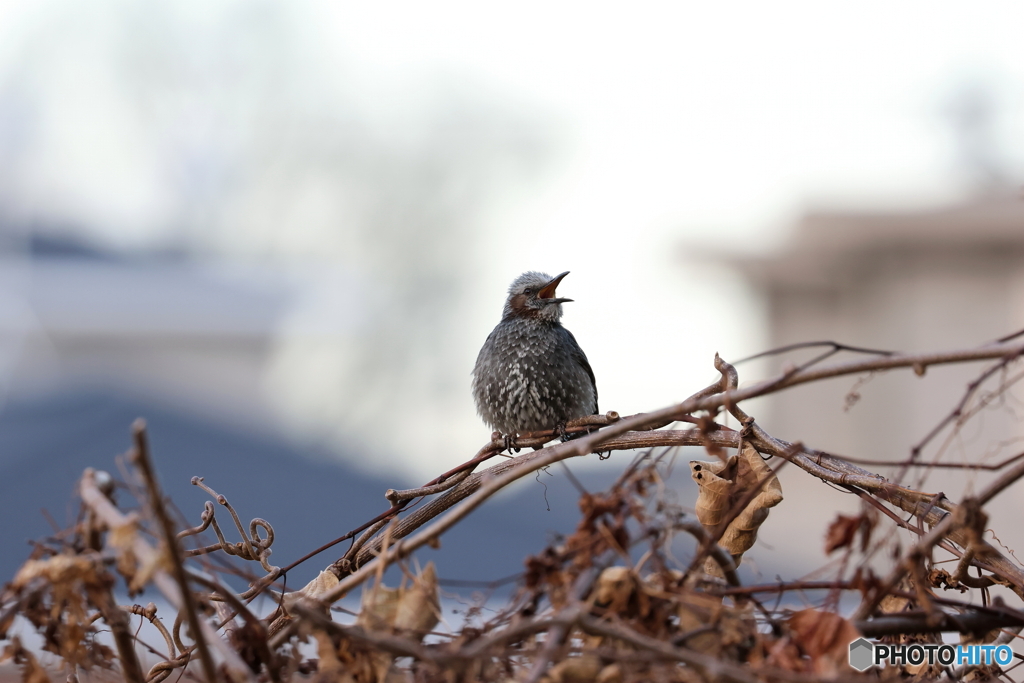 野鳥