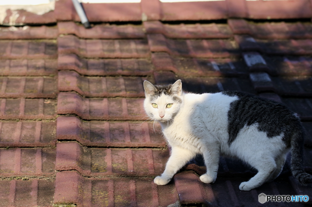 やねのねこ