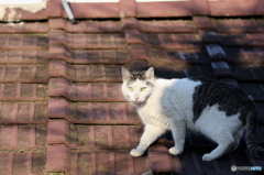 やねのねこ