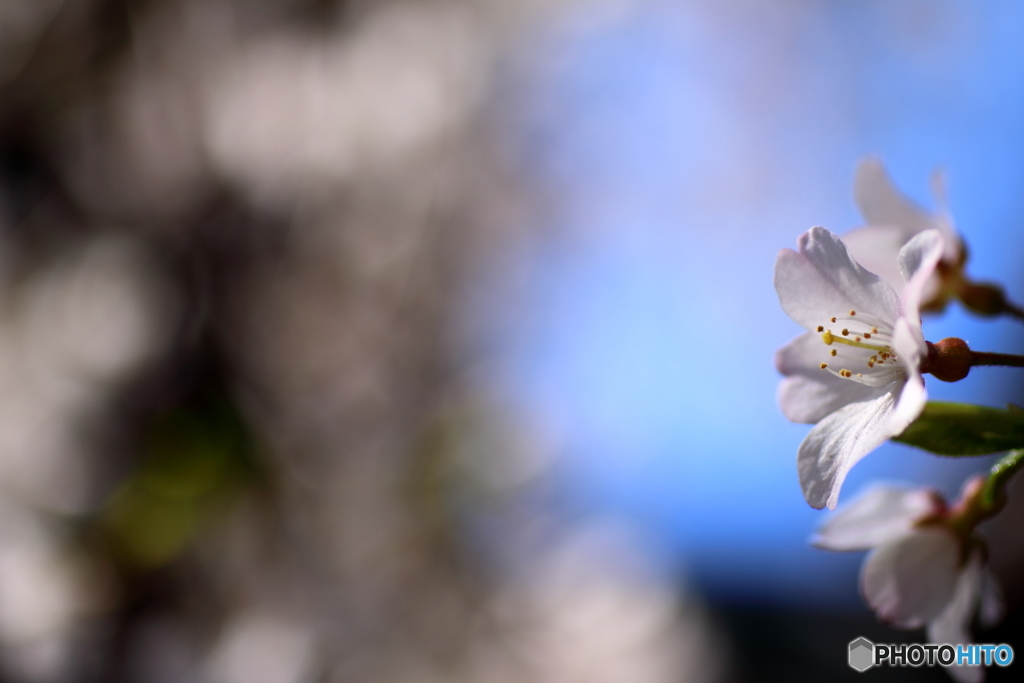 街の花
