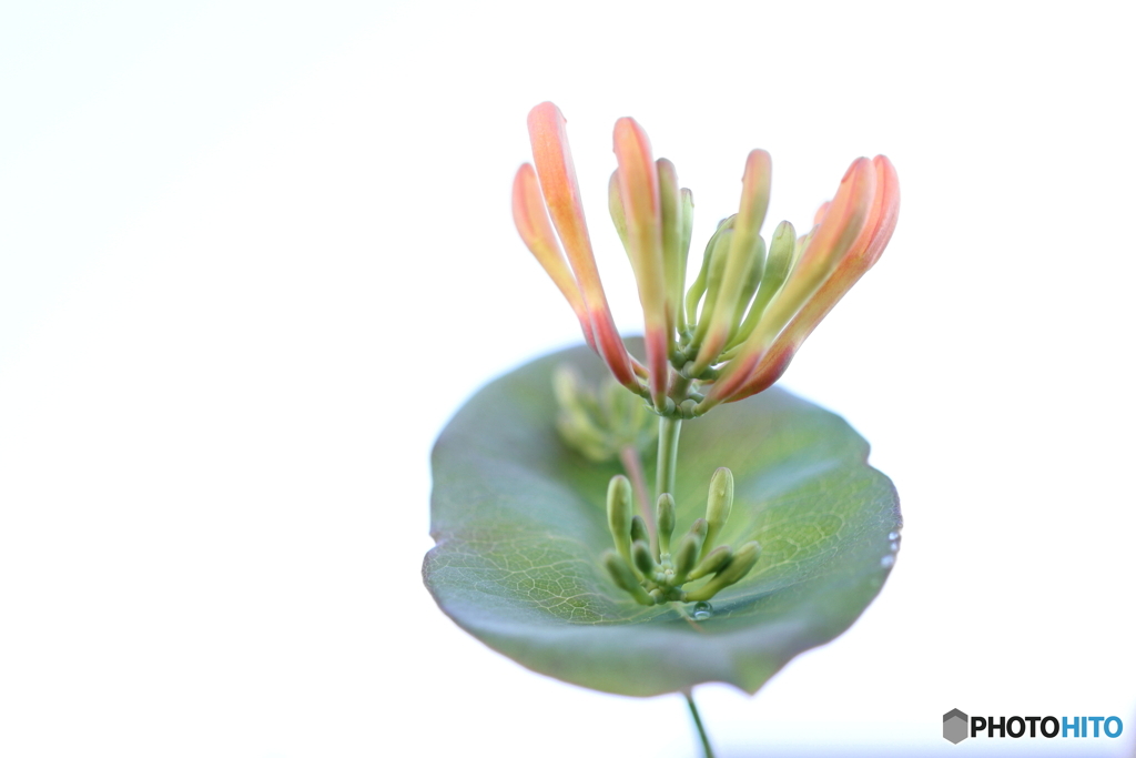 街の花