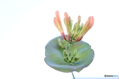 街の花