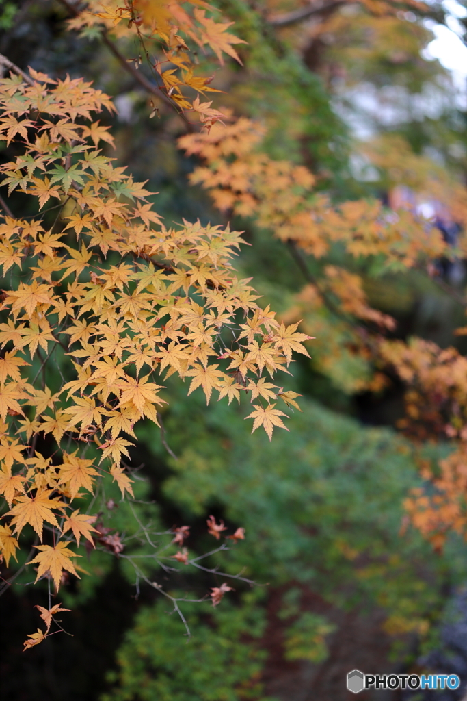 紅葉