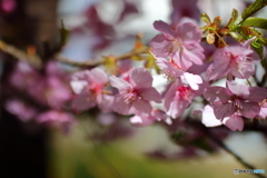 街の花