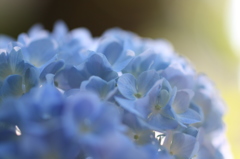 街の花