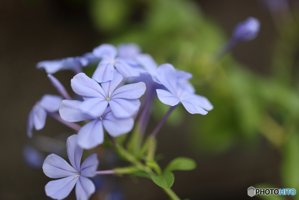 街の花