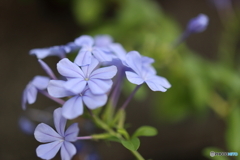 街の花