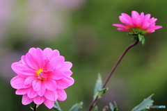 街の花