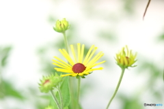街の花