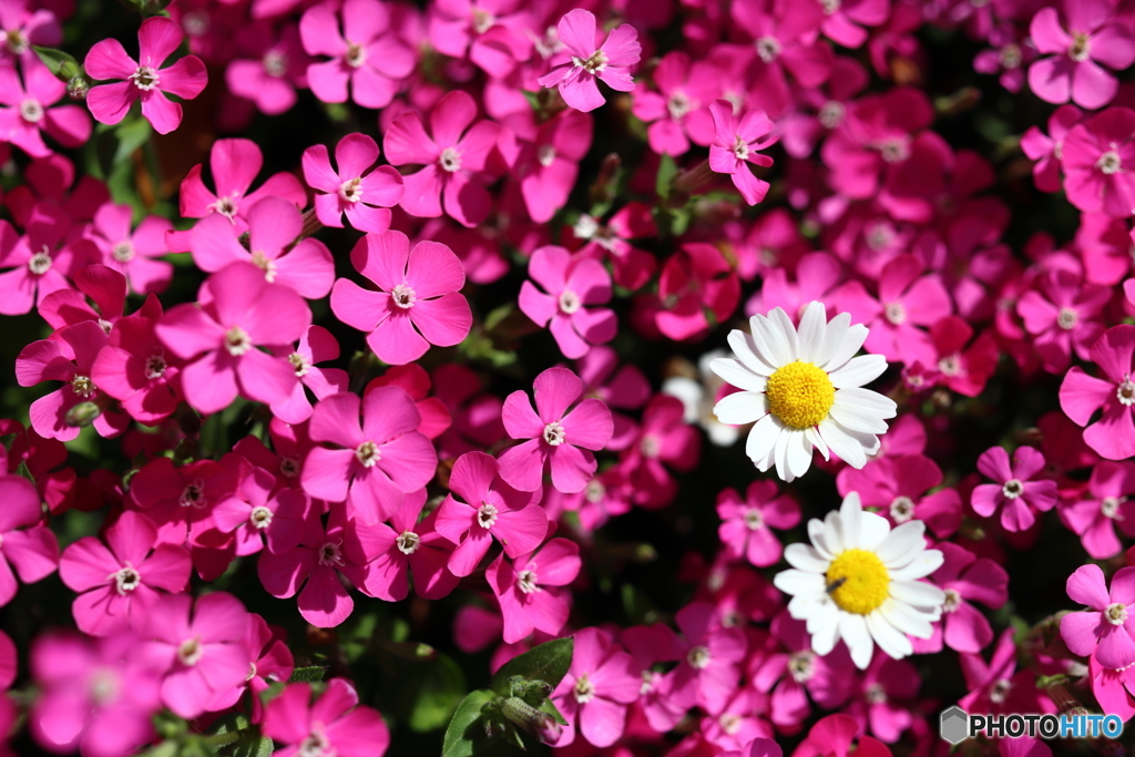 街の花