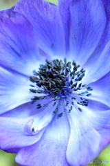 街の花
