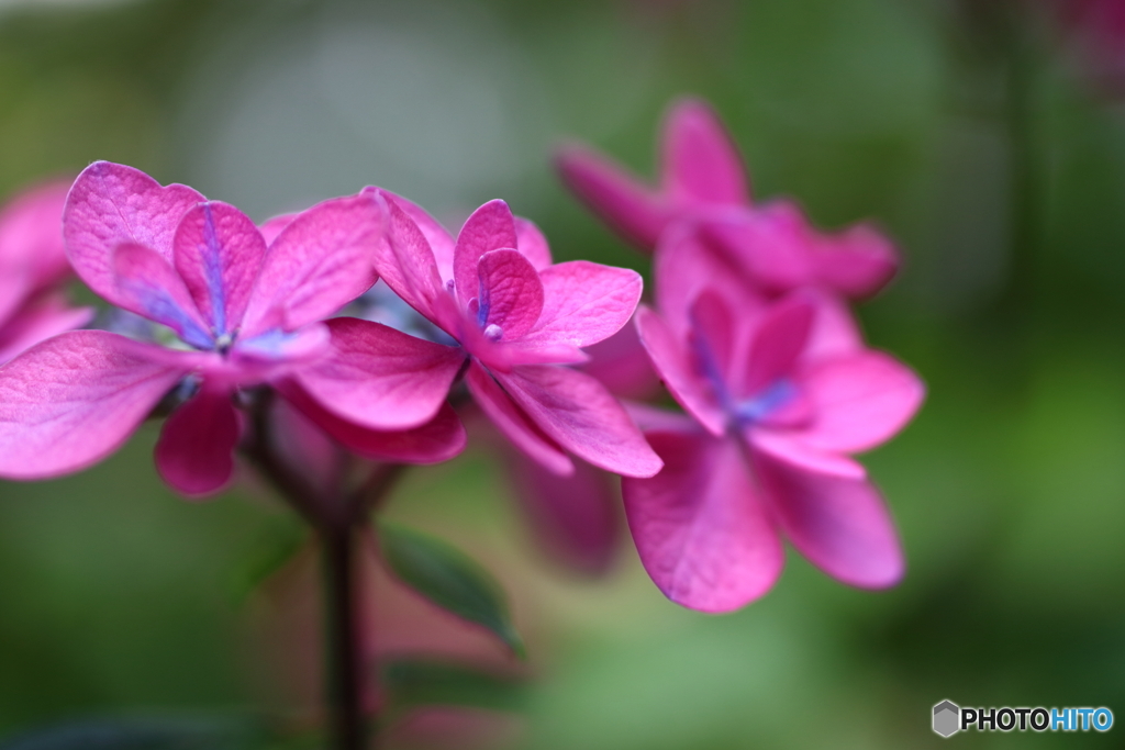 紫陽花