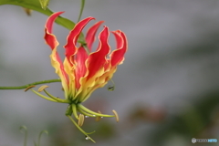 街の花