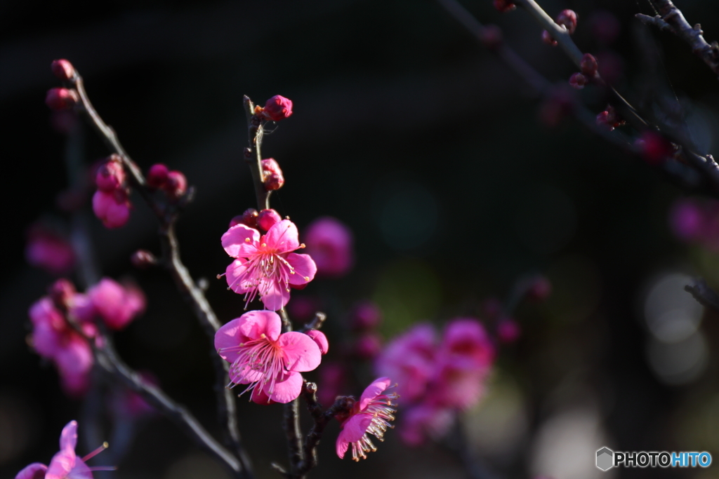 郷土の森
