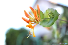 街の花